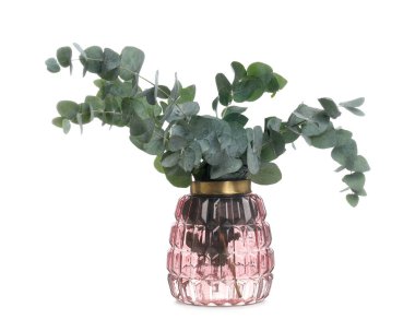 Beyaz arkaplanda güzel okaliptüs dalları olan vazo