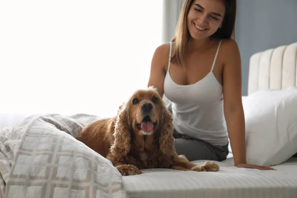 年轻女人和她的英国可卡犬躺在室内 宠物友好酒店 — 图库照片