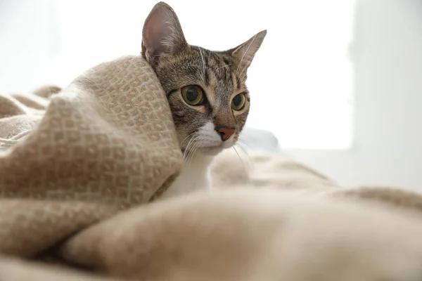 Evdeki Yatakta Ekoseli Kumaşın Altında Sevimli Bir Kedi Yakın Plan — Stok fotoğraf