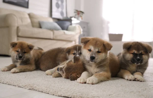 Imádnivaló Akita Inu Kölykök Szőnyegen Otthon — Stock Fotó