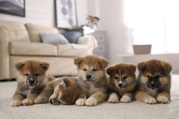 Imádnivaló Akita Inu Kölykök Szőnyegen Otthon — Stock Fotó