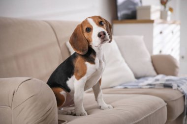 İçerideki kanepede oturan sevimli Beagle köpeği. Sevimli hayvan.
