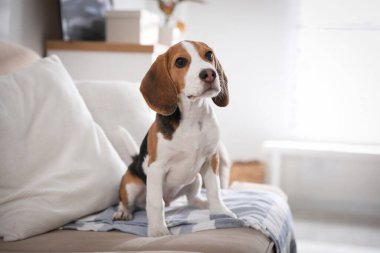 İçerideki kanepede oturan sevimli Beagle köpeği. Sevimli hayvan.