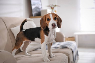 İçerideki kanepede oturan sevimli Beagle köpeği. Sevimli hayvan.