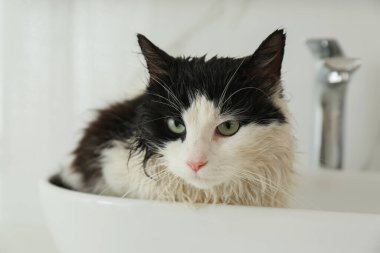 Teknedeki şirin ıslak kedi, içeride batıyor.