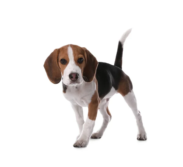 Roztomilé Beagle Štěně Bílém Pozadí Rozkošný Mazlíček — Stock fotografie