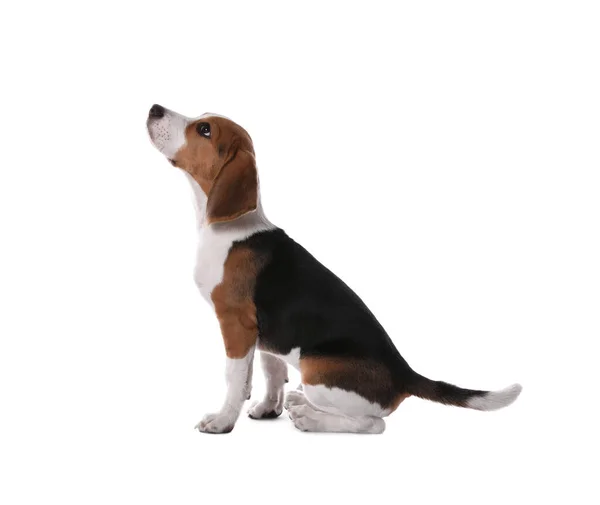 Lindo Cachorro Beagle Sobre Fondo Blanco Adorable Mascota —  Fotos de Stock