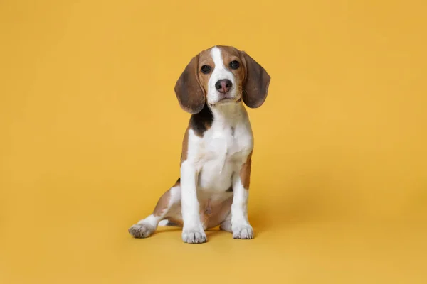 黄色の背景にかわいいビーグル子犬 愛らしいペット — ストック写真