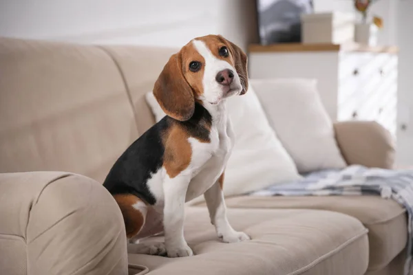 Filhote Cachorro Bonito Beagle Sofá Dentro Casa Adorável Animal Estimação — Fotografia de Stock