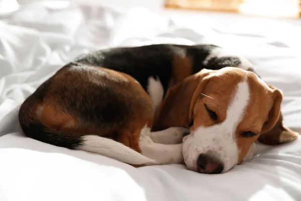 Lindo Cachorro Beagle Durmiendo Cama Adorable Mascota — Foto de Stock