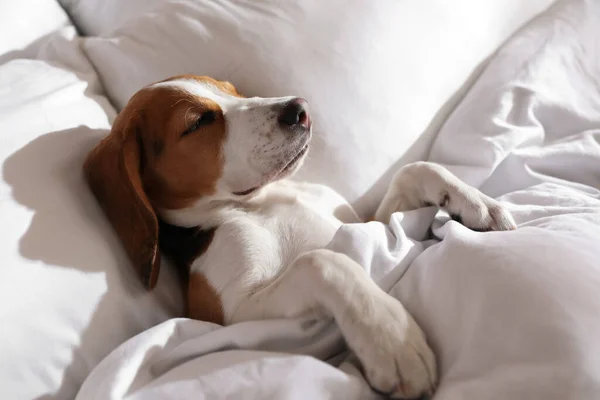 Bonito Cachorrinho Beagle Dormindo Cama Adorável Animal Estimação — Fotografia de Stock