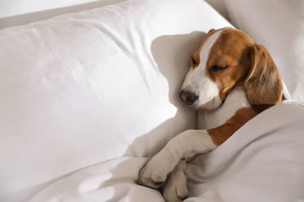 Cute Beagle puppy sleeping in bed. Adorable pet