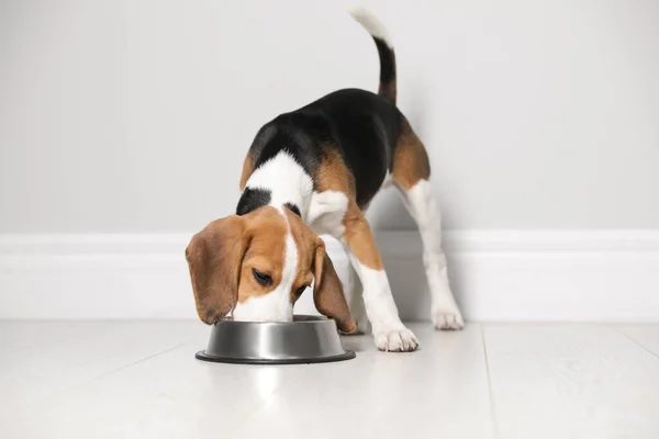 Cute Beagle puppy eating near light wall indoors. Adorable pet