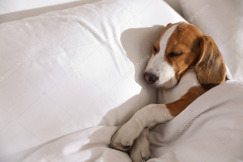 Cute Beagle puppy sleeping in bed. Adorable pet