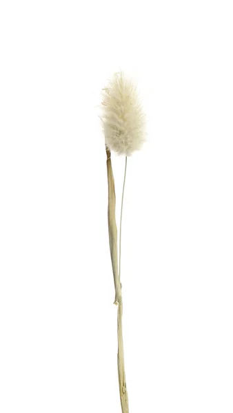 Gyönyörű Pályázati Szárított Virág Fehér Háttér — Stock Fotó
