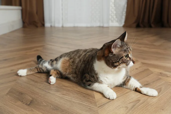 Χαριτωμένη Γάτα Ξεκουράζεται Στο Ζεστό Πάτωμα Στο Σπίτι Σύστημα Θέρμανσης — Φωτογραφία Αρχείου