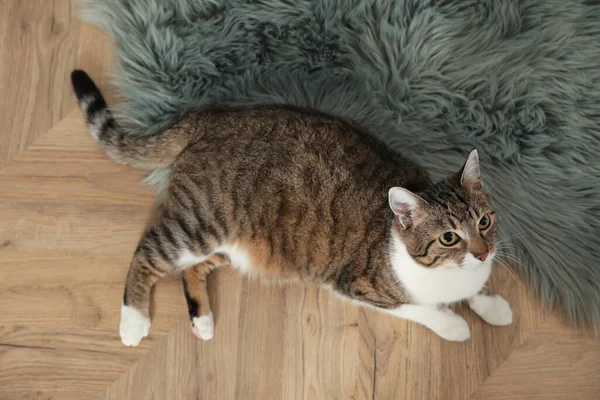 Χαριτωμένη Γάτα Που Αναπαύεται Ζεστό Πάτωμα Στο Σπίτι Κορυφαία Θέα — Φωτογραφία Αρχείου