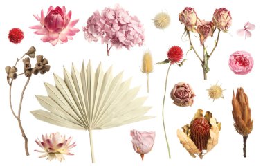 Beyaz arkaplanda güzel kuru çiçeklerle ayarlandı 