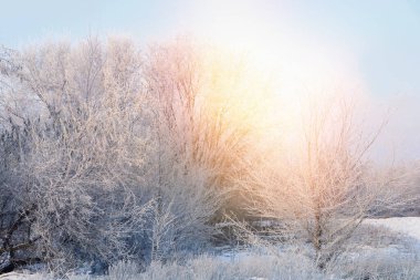 İnanılmaz bir kış sabahı. Karla kaplı güzel orman