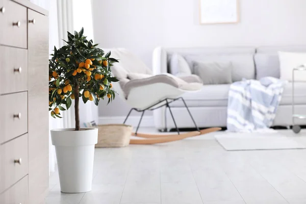 Árbol Kumquat Maceta Con Frutas Que Maduran Interior Diseño Interiores —  Fotos de Stock