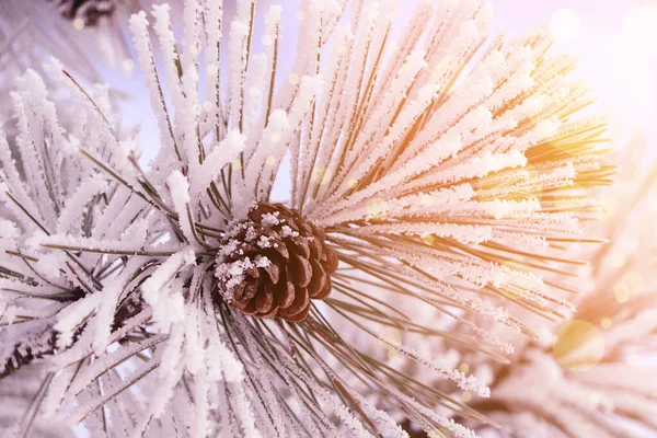 Increíble Mañana Invierno Hermosa Rama Árbol Coníferas Cubierta Nieve Primer — Foto de Stock