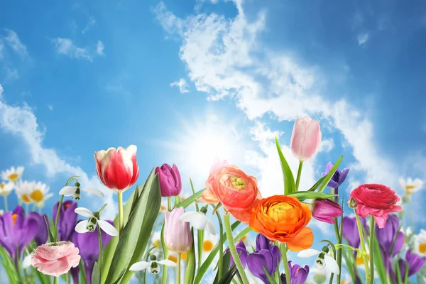 Many Beautiful Spring Flowers Outdoors Sunny Day — Stock Photo, Image