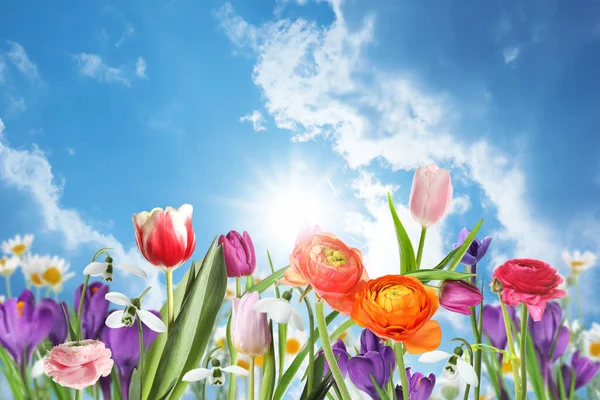 Viele Schöne Frühlingsblumen Freien Sonnigen Tagen — Stockfoto