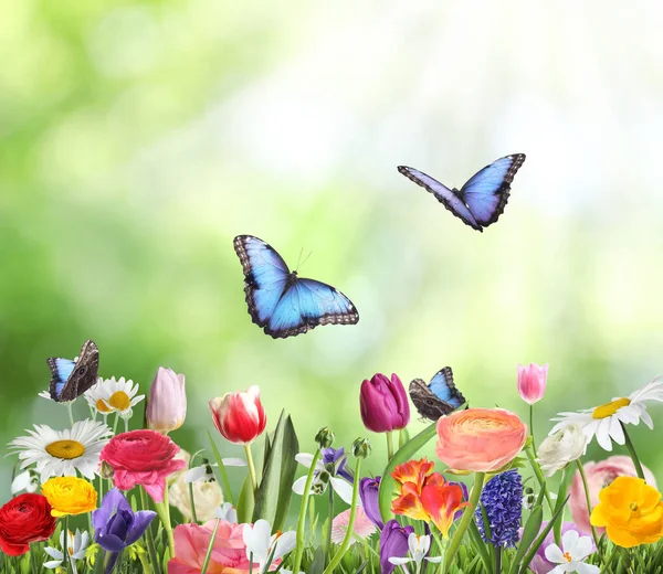 Muchas Hermosas Flores Primavera Aire Libre Día Soleado — Foto de Stock