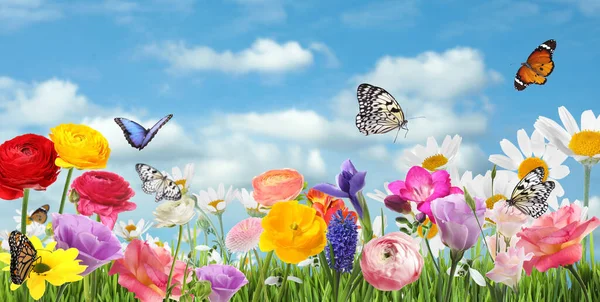 Muitas Belas Flores Primavera Livre Dia Ensolarado Design Banner — Fotografia de Stock