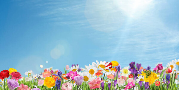 Много красивых весенних цветов на открытом воздухе в солнечный день, баннер дизайн