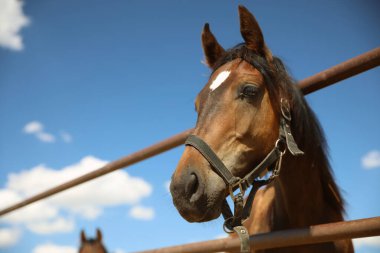 Güneşli bir günde çitlerin orada kestane at, yakın plan. Güzel hayvan.