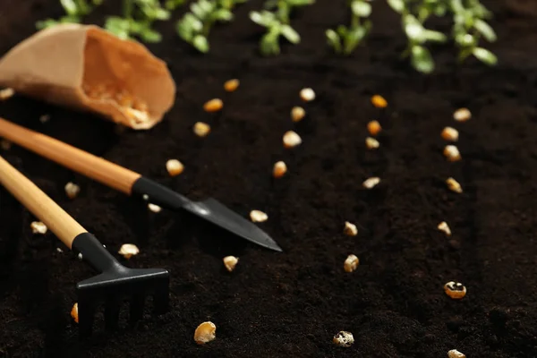Herramientas Jardinería Semillas Maíz Plántulas Vegetales Suelo Fértil Primer Plano — Foto de Stock