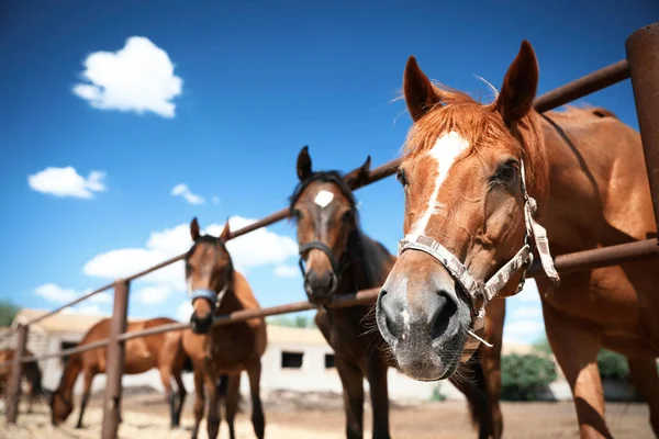 Cavalos Castanhos Cerca Livre Dia Ensolarado Close Belo Animal Estimação — Fotografia de Stock