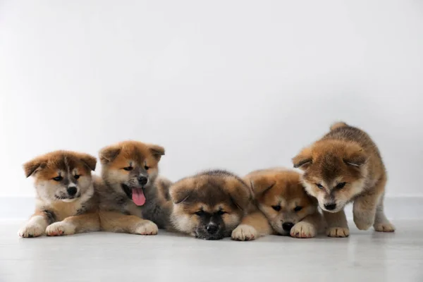 Adorables Cachorros Akita Inu Suelo Cerca Pared Luz Espacio Para — Foto de Stock