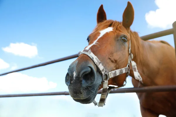 Cavalo Castanho Cerca Livre Dia Ensolarado Close Belo Animal Estimação — Fotografia de Stock