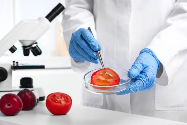 Naukowiec Trzymający Szalkę Petriego Kawałkiem Pomidora Laboratorium Zbliżenie Wykrywanie Trucizny — Zdjęcie stockowe