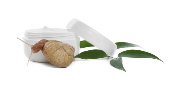 Snail Cream Green Leaves Isolated White — Stock Photo, Image