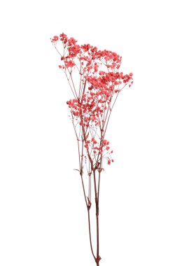 Beyaz arka planda kurumuş güzel çiçekler..