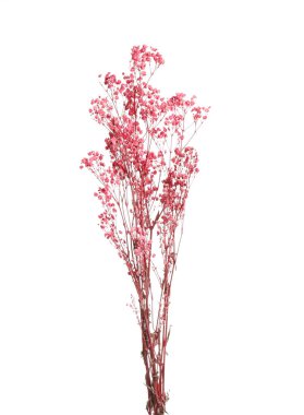 Beyaz arka planda kurumuş güzel çiçekler..