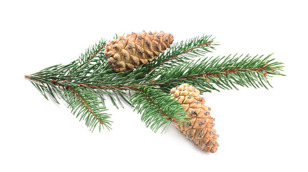 Fir tree branch with pinecones isolated on white