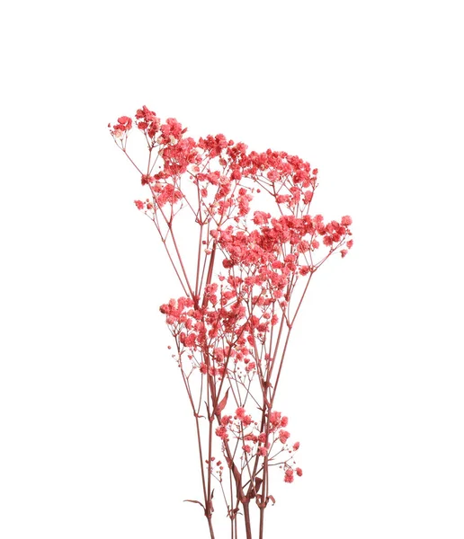 Mooie Tedere Gedroogde Bloemen Witte Achtergrond — Stockfoto