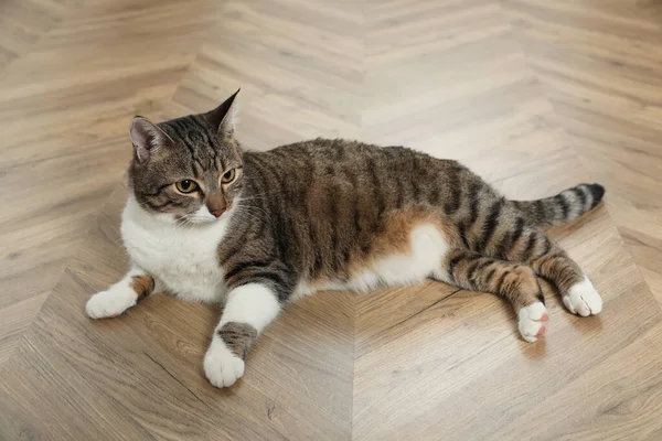 Gato Bonito Descansando Chão Quente Casa Sistema Aquecimento — Fotografia de Stock