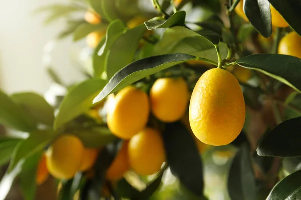 Kumquat Träd Med Mognande Frukt Utomhus Närbild — Stockfoto