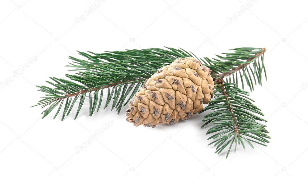 Fir tree branch with pinecones isolated on white