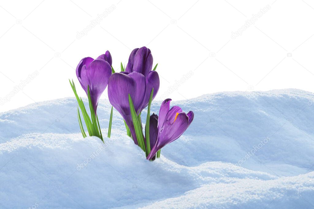 Beautiful crocuses growing through snow against white background. First spring flowers