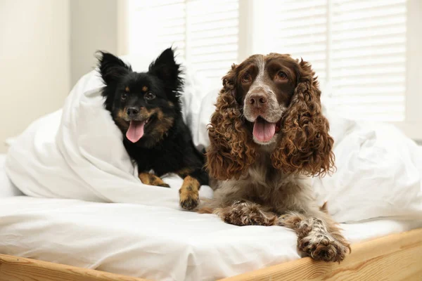 Adorable dogs covered with blanket in bed at home