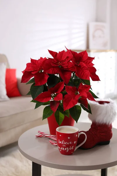 Bela Poinsettia Bota Vermelha Xícara Cacau Mesa Dentro Casa Flor — Fotografia de Stock