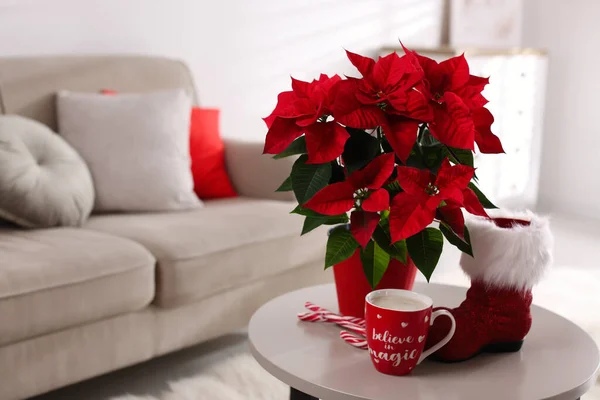 Bela Poinsettia Bota Vermelha Xícara Cacau Mesa Dentro Casa Espaço — Fotografia de Stock