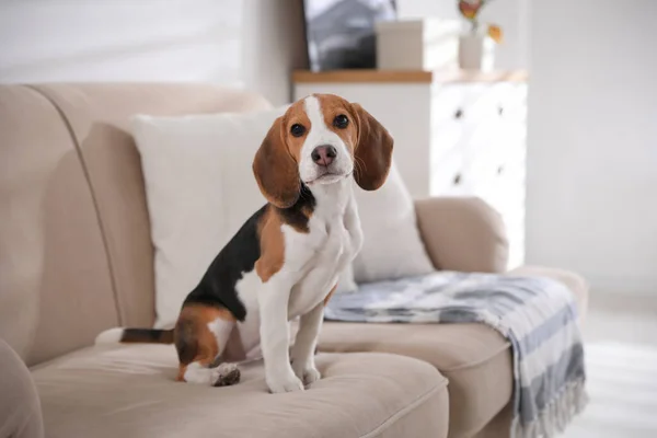 Çerideki Kanepede Oturan Sevimli Beagle Köpeği Sevimli Hayvan — Stok fotoğraf