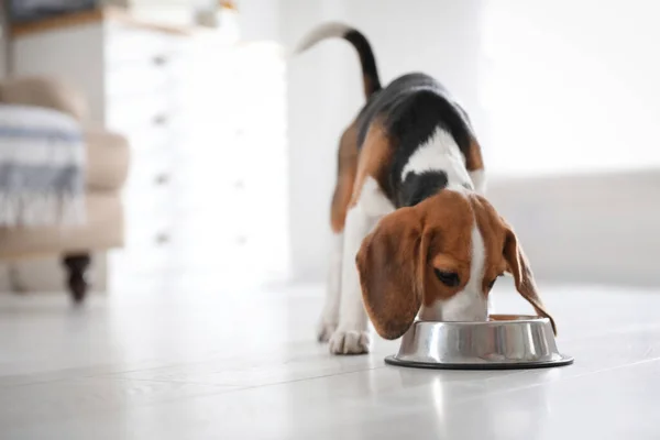 Bonito Cachorro Beagle Comendo Casa Adorável Animal Estimação — Fotografia de Stock